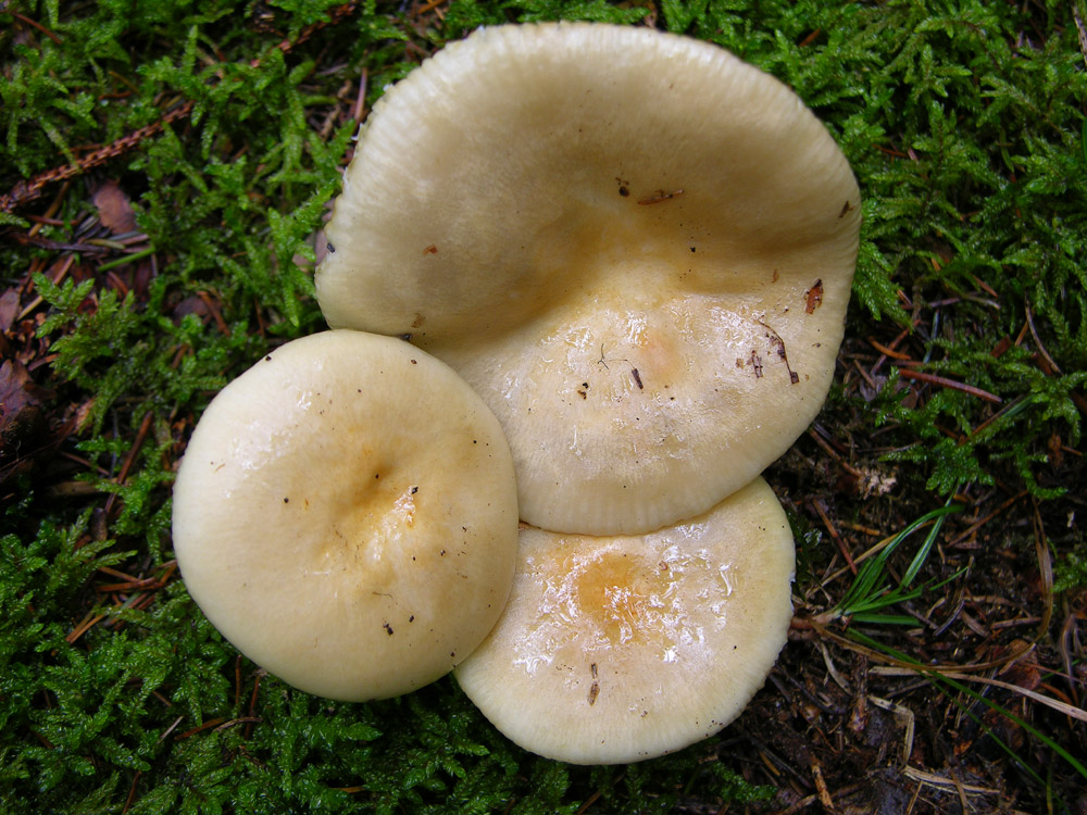 Conferma per Russula ochroleuca.